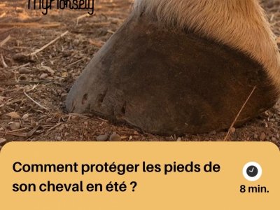 Comment protéger les pieds de son cheval en été ?